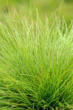 Festuca amethystina