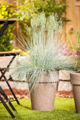 Blåsvingel Festuca glauca 'Intense Blue' 5-10 i kruka P9 Festuca glauca 'Intense Blue'