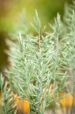 Blåsvingel Festuca glauca 'Intense Blue' 5-10 i kruka P9 Festuca glauca 'Intense Blue'