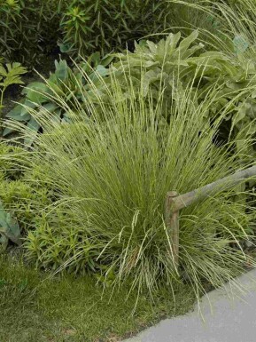 Blåsvingel Festuca mairei 5-10 i kruka P9 Festuca mairei