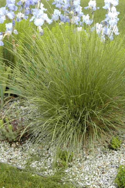 Festuca mairei