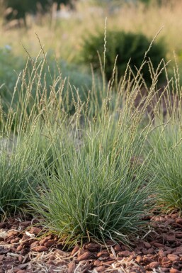 Fårsvingel Festuca ovina 5-10 i kruka P9 Festuca ovina