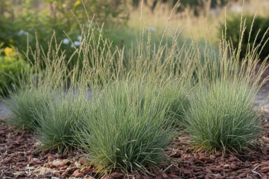 Fårsvingel Festuca ovina 5-10 i kruka P9 Festuca ovina