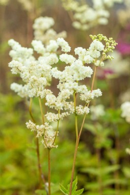 Älggräs Filipendula ulmaria 5-10 i kruka P9 Filipendula ulmaria