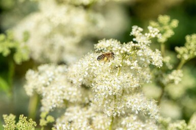 Älggräs Filipendula ulmaria 5-10 i kruka P9 Filipendula ulmaria