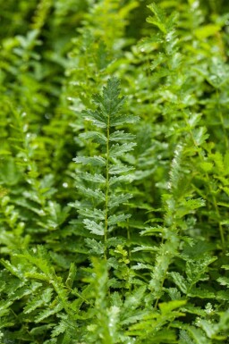 Brudbröd Filipendula vulgaris 5-10 i kruka P9 Filipendula vulgaris
