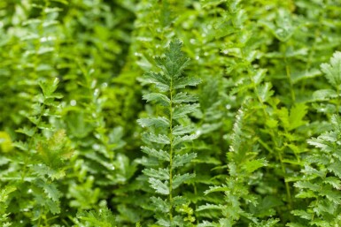 Brudbröd Filipendula vulgaris 5-10 i kruka P9 Filipendula vulgaris