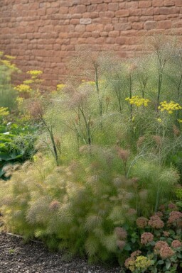 Fänkål Foeniculum vulgare 'Giant Bronze' 5-10 i kruka P9 Foeniculum vulgare 'Giant Bronze'