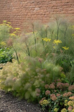 Fänkål Foeniculum vulgare 'Giant Bronze' 5-10 i kruka P9 Foeniculum vulgare 'Giant Bronze'