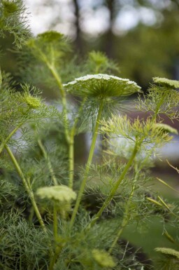 Foeniculum vulgare
