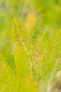Fänkål Foeniculum vulgare 5-10 i kruka P9 Foeniculum vulgare