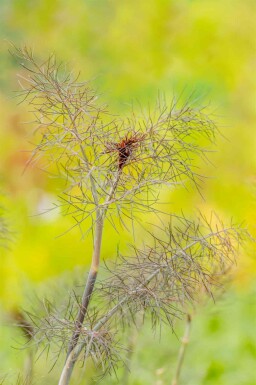 Foeniculum vulgare 'Purpureum'