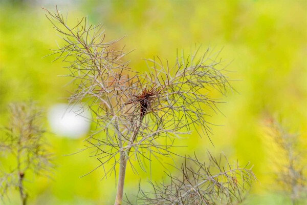 Fänkål Foeniculum vulgare 'Purpureum' 5-10 i kruka P9 Foeniculum vulgare 'Purpureum'