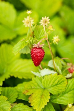 Fragaria vesca var. Vesca