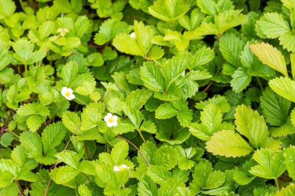Fragaria vesca var. Vesca
