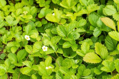 Fragaria vesca var. Vesca