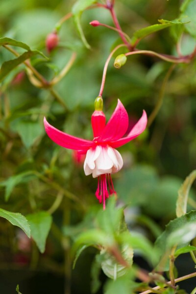 Bloddroppe Fuchsia magellanica 'Madame Cornelissen' 5-10 i kruka P9 Fuchsia magellanica 'Madame Cornelissen'