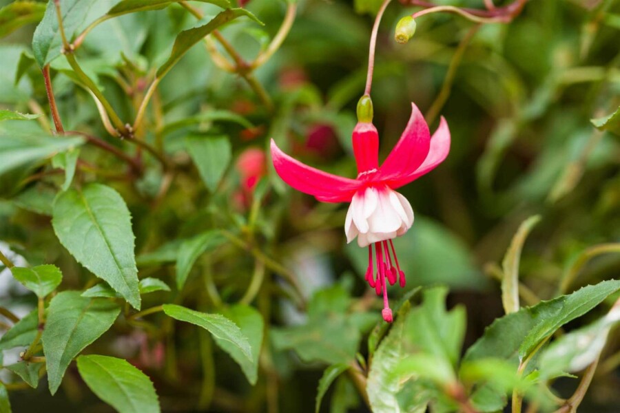 Bloddroppe Fuchsia magellanica 'Madame Cornelissen' 5-10 i kruka P9 Fuchsia magellanica 'Madame Cornelissen'