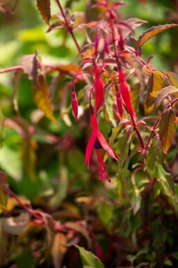 Fuchsia Fuchsia magellanica 'Riccartonii' 5-10 i kruka P9 Fuchsia magellanica 'Riccartonii'