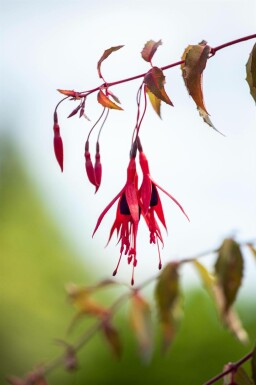 Fuchsia Fuchsia magellanica 'Riccartonii' 5-10 i kruka P9 Fuchsia magellanica 'Riccartonii'