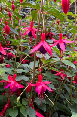 Hängfuchsia Fuchsia magellanica 'Mrs. Popple' 5-10 i kruka P9 Fuchsia magellanica 'Mrs. Popple'