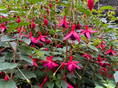Hängfuchsia Fuchsia magellanica 'Mrs. Popple' 5-10 i kruka P9 Fuchsia magellanica 'Mrs. Popple'