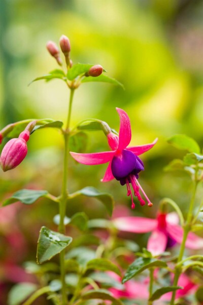 Bloddroppe Fuchsia magellanica 'Tom Thumb' 5-10 i kruka P9 Fuchsia magellanica 'Tom Thumb'