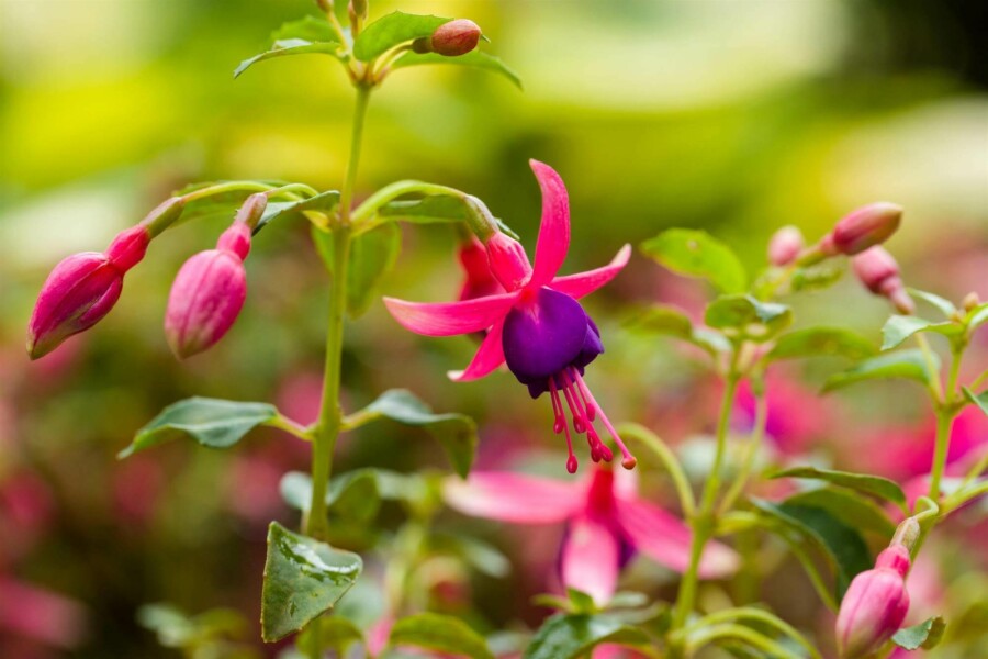 Bloddroppe Fuchsia magellanica 'Tom Thumb' 5-10 i kruka P9 Fuchsia magellanica 'Tom Thumb'