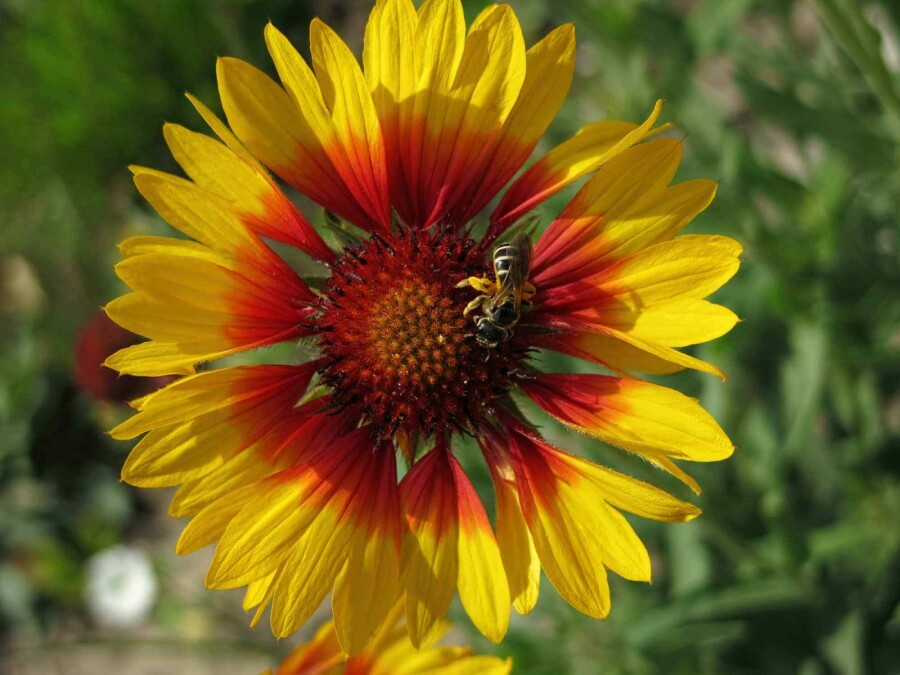 Indianblomma Gaillardia grandiflora 'Bremen' 5-10 i kruka P9 Gaillardia grandiflora 'Bremen'