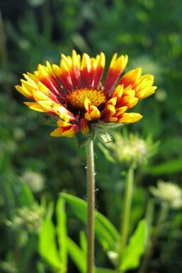 Indianblomma Gaillardia grandiflora 'Bremen' 5-10 i kruka P9 Gaillardia grandiflora 'Bremen'