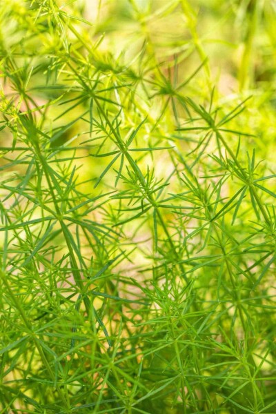 Gulmåra Galium verum 5-10 i kruka P9 Galium verum