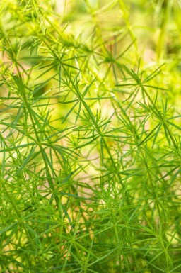 Gulmåra Galium verum 5-10 i kruka P9 Galium verum