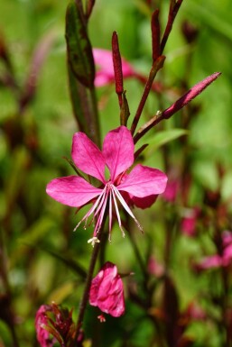 Gaura Gaura lindheimeri 'Gaudi Red' 5-10 i kruka P9 Gaura lindheimeri 'Gaudi Red'
