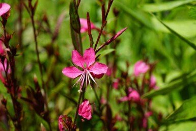 Gaura Gaura lindheimeri 'Gaudi Red' 5-10 i kruka P9 Gaura lindheimeri 'Gaudi Red'