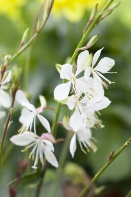 Fjärilsblomma Gaura lindheimeri 5-10 i kruka P9 Gaura lindheimeri