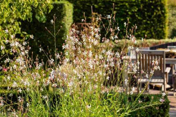 Gaura lindheimeri