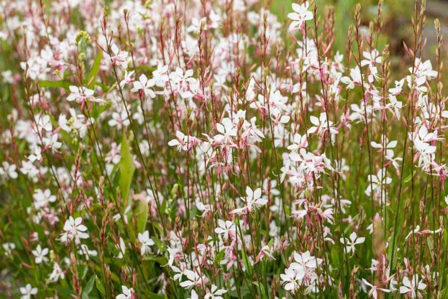 Fjärilsblomma Gaura lindheimeri 5-10 i kruka P9 Gaura lindheimeri