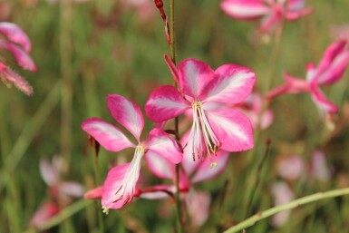 Lindheimergaura Gaura lindheimeri 'Rosy Jane' 5-10 i kruka P9 Gaura lindheimeri 'Rosy Jane'
