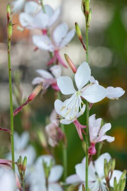 Gaura Gaura lindheimeri 'Short Form' 5-10 i kruka P9 Gaura lindheimeri 'Short Form'