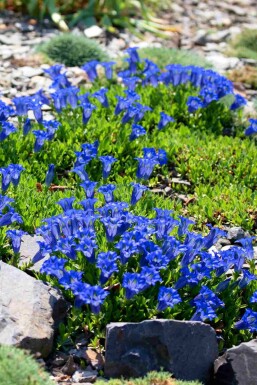 Alpgentiana Gentiana acaulis 5-10 i kruka P9 Gentiana acaulis