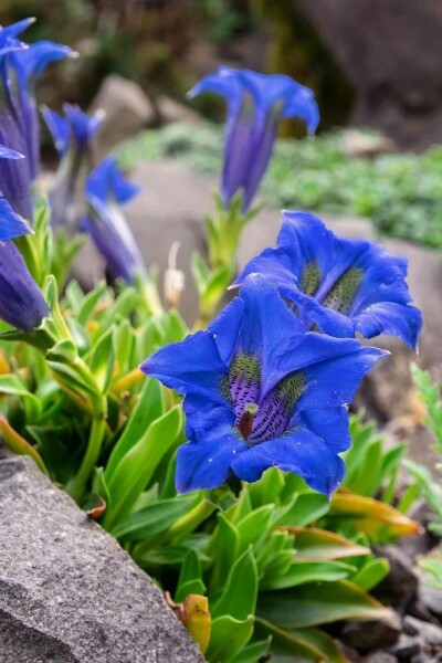 Gentiana acaulis