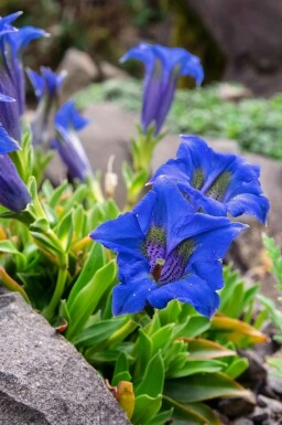 Alpgentiana Gentiana acaulis 5-10 i kruka P9 Gentiana acaulis