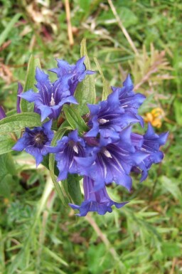 Skruvgentiana Gentiana asclepiadea 5-10 i kruka P9 Gentiana asclepiadea
