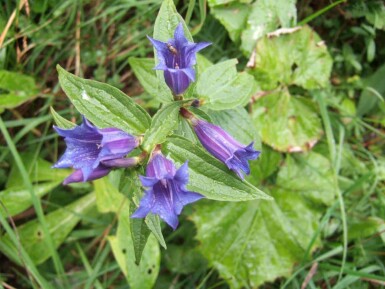 Skruvgentiana Gentiana asclepiadea 5-10 i kruka P9 Gentiana asclepiadea