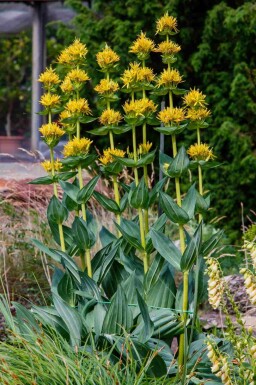 Gullgentiana Gentiana lutea 5-10 i kruka P9 Gentiana lutea