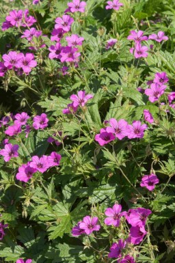 Näva Geranium procurrens 'Ann Folkard' 5-10 i kruka P9 Geranium procurrens 'Ann Folkard'
