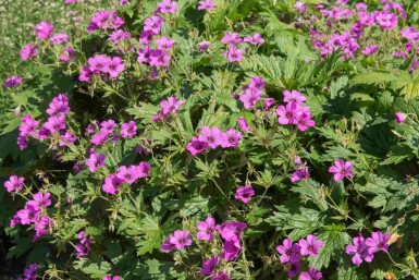 Näva Geranium procurrens 'Ann Folkard' 5-10 i kruka P9 Geranium procurrens 'Ann Folkard'