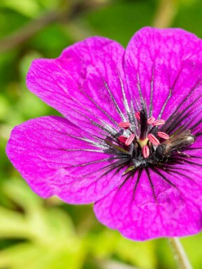 Blodnäva Geranium procurrens 'Anne Thomson' 5-10 i kruka P9 Geranium procurrens 'Anne Thomson'