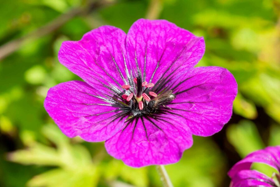 Blodnäva Geranium procurrens 'Anne Thomson' 5-10 i kruka P9 Geranium procurrens 'Anne Thomson'