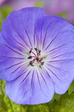 Näva Geranium wallichianum 'Azure Rush' 5-10 i kruka P9 Geranium wallichianum 'Azure Rush'